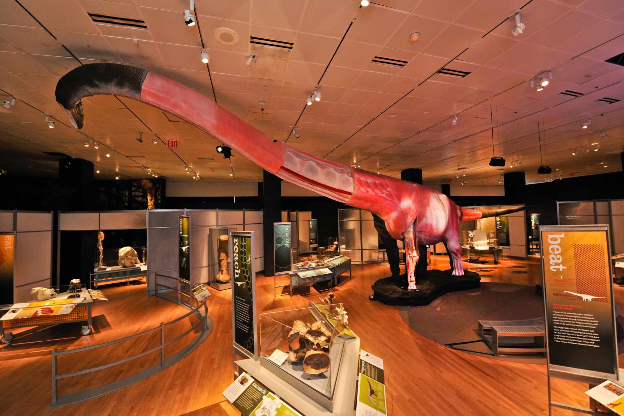 The World's Largest Dinosaurs Mayborn Museum Baylor University